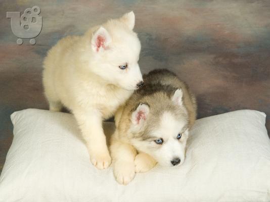 HUSKY SIBERIAN
