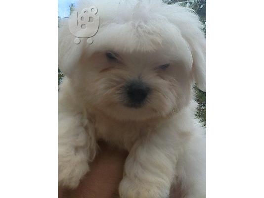 PoulaTo: μαλτας