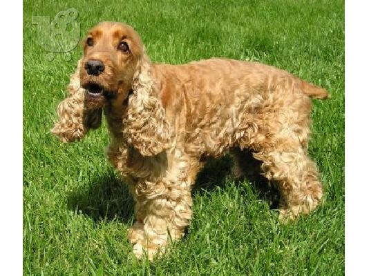 PoulaTo: Κοκερ καθαροαιμο κουταβακι