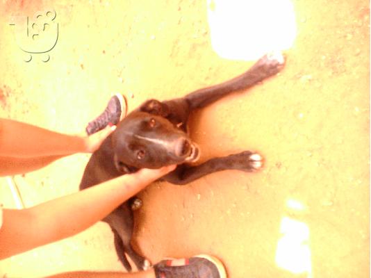 PoulaTo: Χαρίζονται 2 σκυλάκια