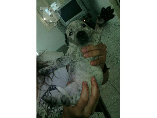 XAΡΙΖONΤΑΙ 6 KOYTABAKIA KURZHAAR