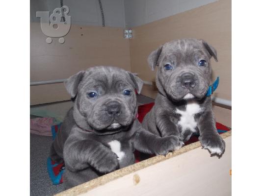 PoulaTo: Εκπληκτικά κουτάβια Staffordshire Bull Terrier