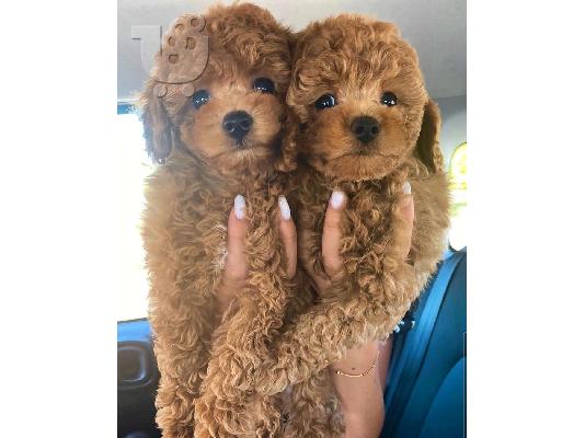 PoulaTo: Εκπληκτικά κουτάβια παιχνιδιών Poodle