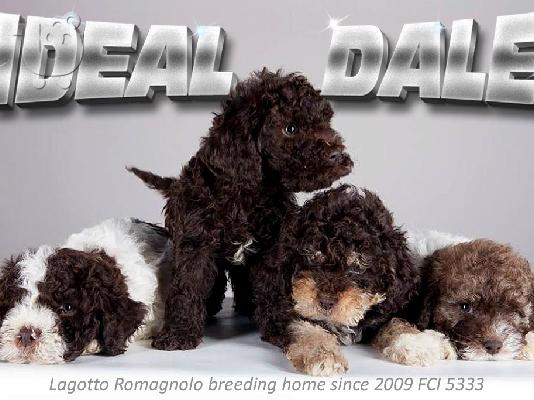 PoulaTo: Lagotto Romagnolo κουτάβια