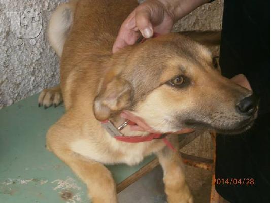 PoulaTo: Νεαρη σκυλιτσα συντροφιας χαριζεται