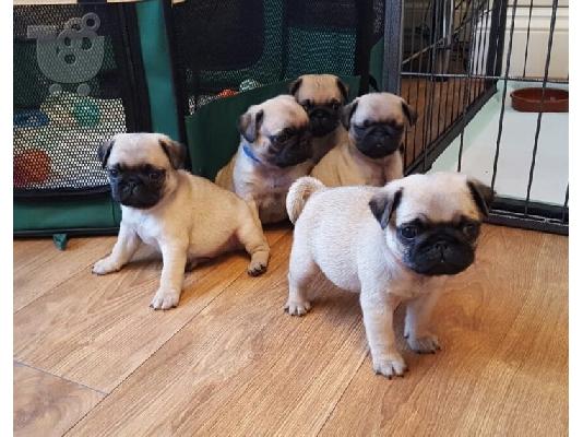 PoulaTo: Διατίθενται κουτάβια Pug