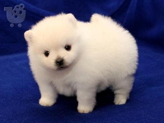 PoulaTo: Φλιτζάνι τσαγιού Pomeranian κουτάβια προς πώληση