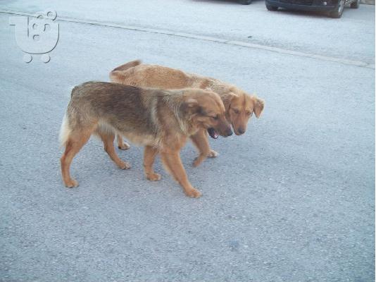 PoulaTo: Σκυλιτσες χαριζονται