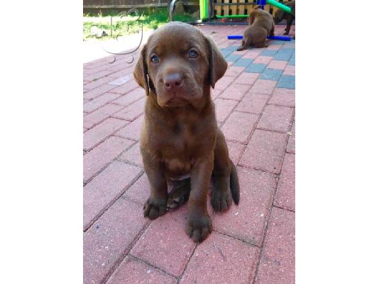 Προς πώληση Labrador Retriever Σκύλοι και κουτάβια