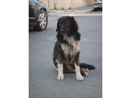 PoulaTo: Ομορφος τσοπανος