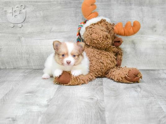 Τα κουτάβια Pomeranian Purebian διαθέσιμα