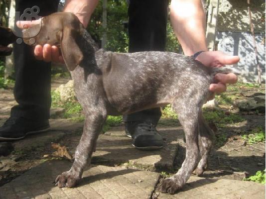 German Shorthaired Pointer Deutsch Kurzhaar