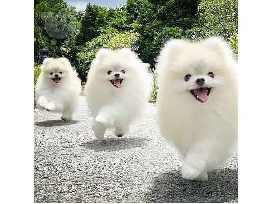 PoulaTo: Καταπληκτικά κουτάβια από Pomeranian