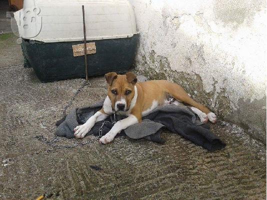 PoulaTo: American Pit Bull