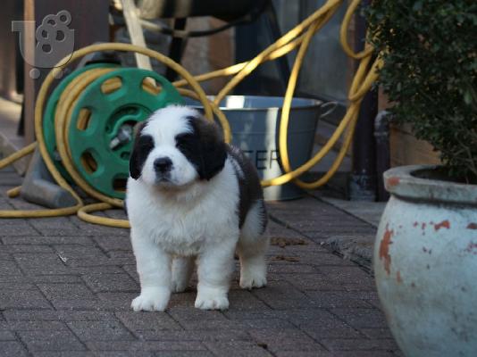 Τα κουτάβια Saint Bernard είναι διαθέσιμα