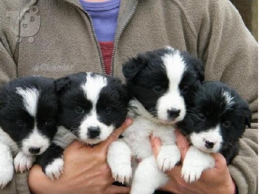 PoulaTo: Uimitori căței Border Collie înregistrați kc