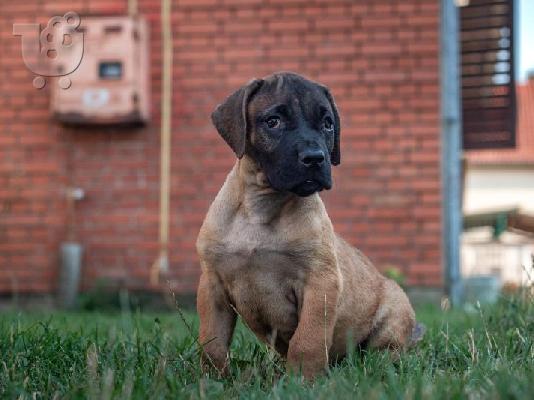 Κουτάβια Presa Canario