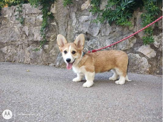 PoulaTo: Pembroke Welsh Corgi κουτάβια