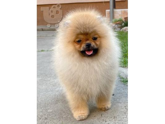 PoulaTo: Poodle και Pomeranian Spitz κουτάβια
