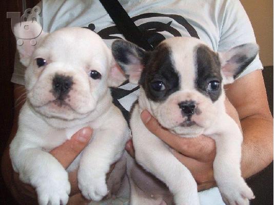 frence bulldog καθαροαιμα και κουταβια Αθηνα 6988190151