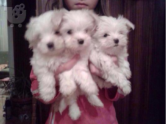 Maltese - Μαλτέζ καθαροαιμα Αθηνα-Θεσσαλονικη-Νησια dogsmania.gr 6979314054...