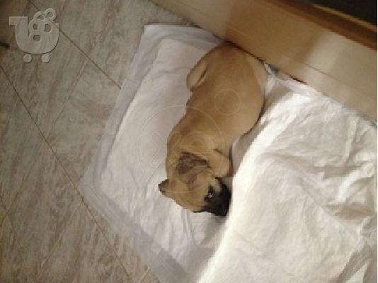 Καθαροαιμο πιτμπουλ