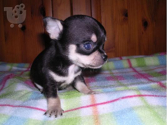 PoulaTo: Πωλούνται πανέμορφα τσιουάουα