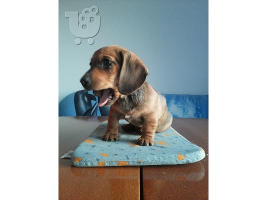 Ντατσχουντ – 300 euro