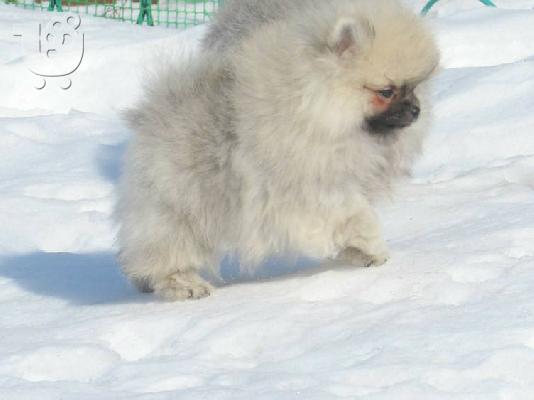 ένα αρσενικό και ένα θηλυκό ροζ κουτάβια