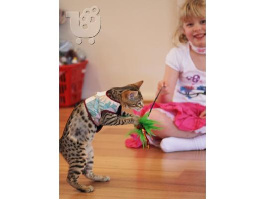 PoulaTo: BENGAL Kittens Διαθέσιμο