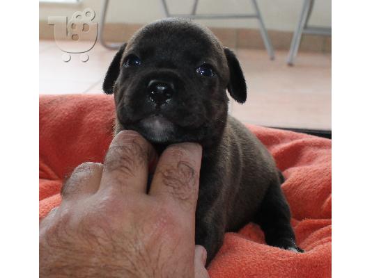 staffordshire bull terrier