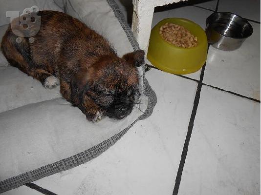 ΜΙΚΡΟΣΩΜΟ ΣΚΥΛΑΚΙ