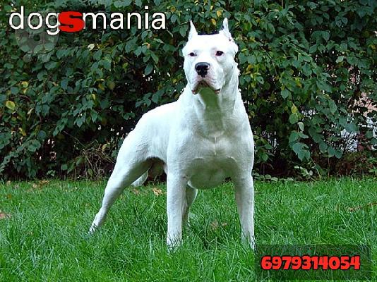 Dogo Argentino καθαροαιμα κουταβια 6979314054 ΡΟΔΟΣ