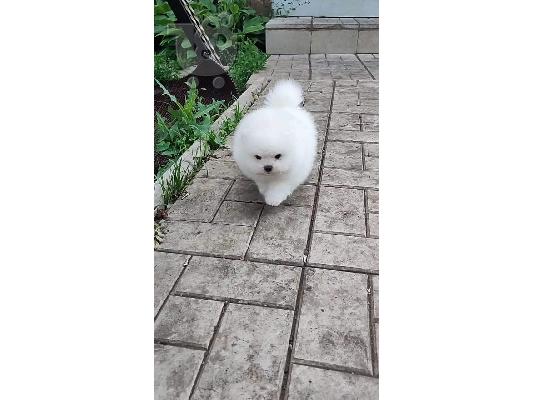 PoulaTo: Πολύτιμα κουτάβια Pomeranian