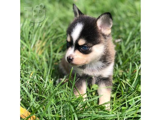Λατρευτά κουτάβια Pomsky προς πώληση.