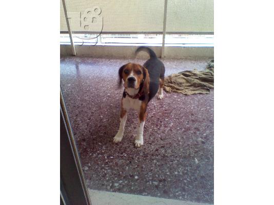 πωλειται μπιγκλ 1 ετους