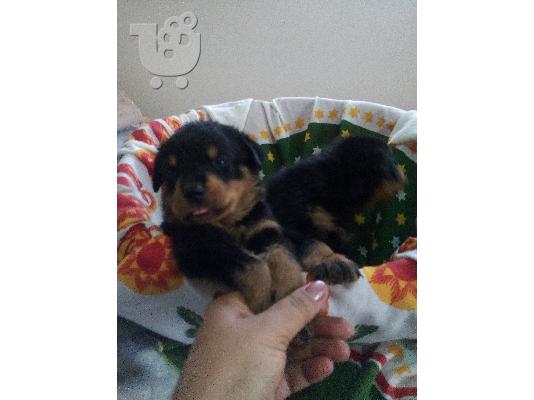 PoulaTo: Rottweiler