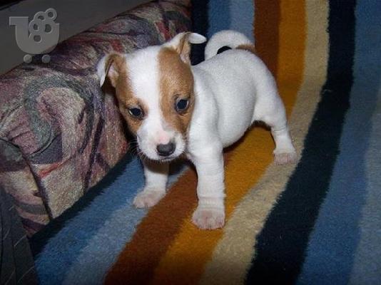 Jack Russell καθαροαιμα κουταβακια 6940048695 αθηνα-κρητη