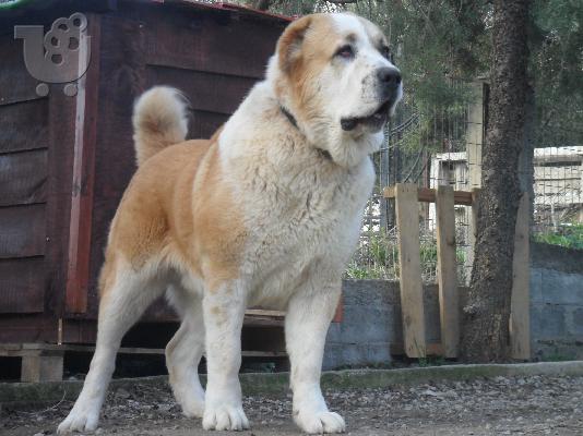 ΠΩΛΟΥΝΤΑΙ ΚΟΥΤΑΒΙΑ ΚΕΝΤΡΙΚΗΣ ΑΣΙΑΣ