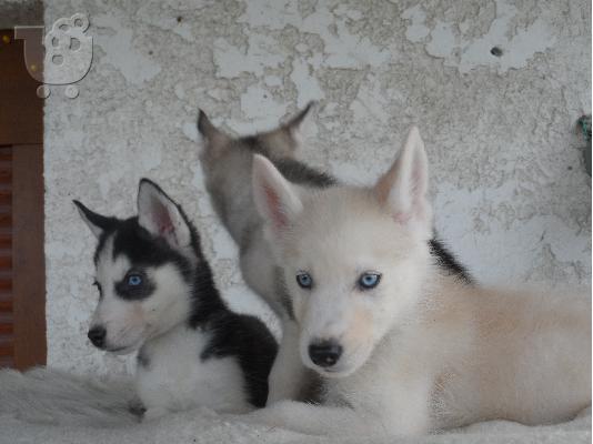 Husky κουταβια καθαροαιμα