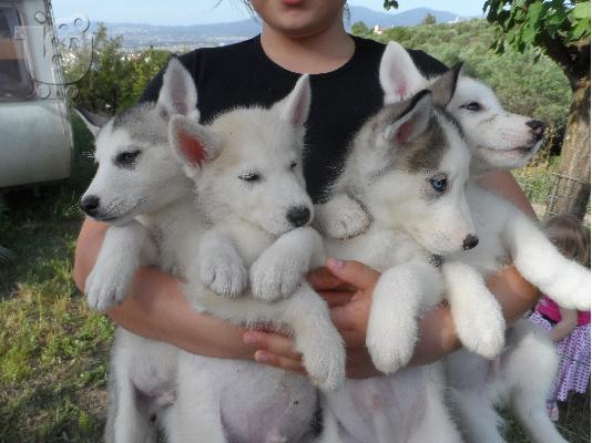 PoulaTo: Siberian Husky
