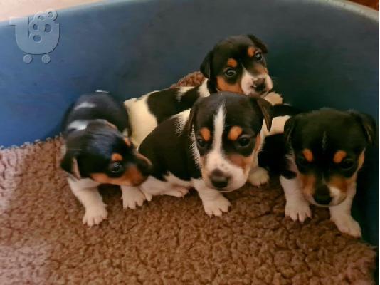 PoulaTo: Εκπληκτικά κουτάβια Jack Russell