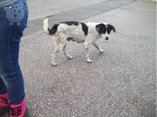 Μικροσωμο σκυλακι χαριζεται