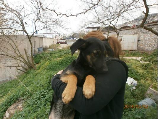 Κουταβα χαριζεται