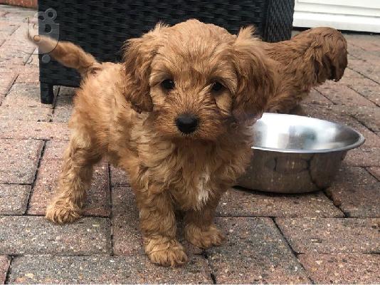 Όμορφα κουτάβια F1 Cavapoos