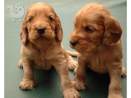 PoulaTo: Cocker spaniel καθαρόαιμα