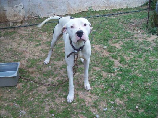 PoulaTo: Dogo argentino χαριζεται