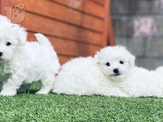 Όμορφα γεμάτα γενεαλογικά κουτάβια kc reg bichon frize,