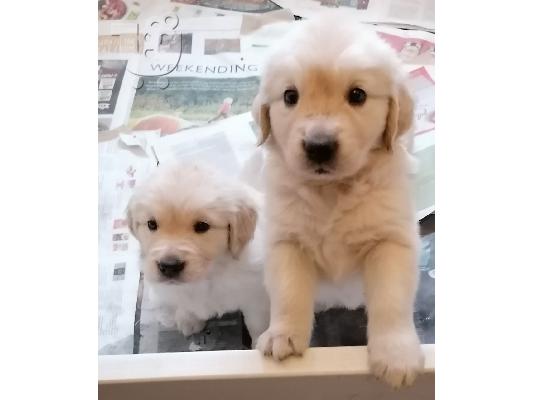 Πώληση κουτάβια Golden Retriever! Έχουμε