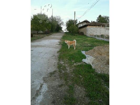 Ακίτα Ινου